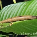 caterpillar_la_h_0808_ecu2856.jpg